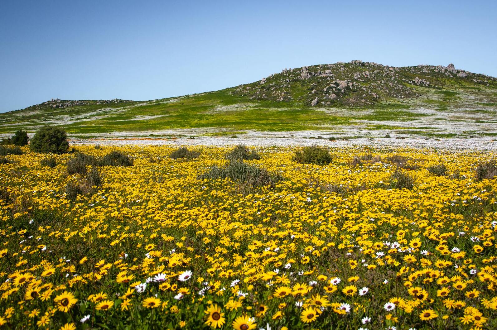 Namaqualand field of flowers